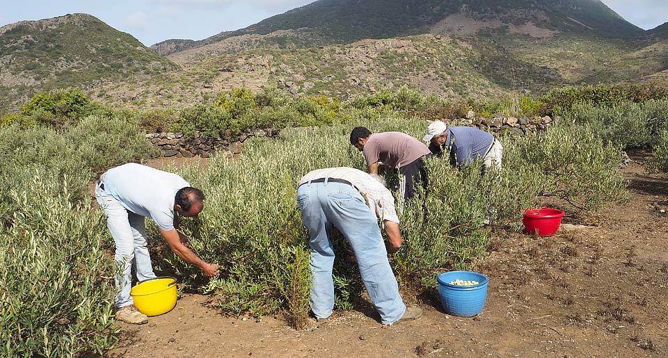 Raccolta delle olive