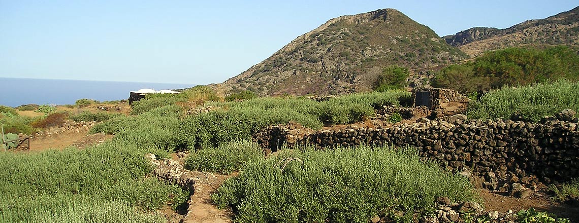 Natives Olivenöl extra von der Favarelle Farm von Pantelleria