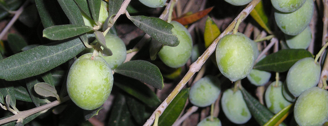 Extra virgin olive oil from the Favarelle farm of Pantelleria